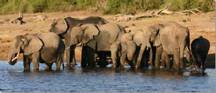 Elephant - Chobe National Park Elephant - Chobe National Park