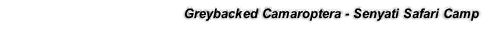 Greybacked Camaroptera - Senyati Safari Camp

