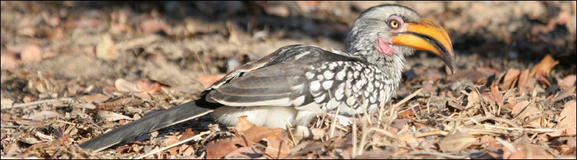 Yellowbilled Hornbill - Khama Rhino Sanctuary