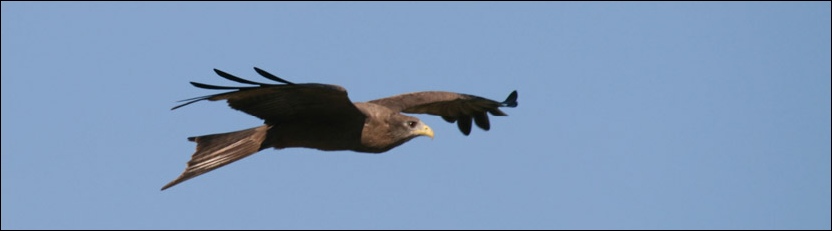 Yellowbilled Kite - Nxai Pan National Park